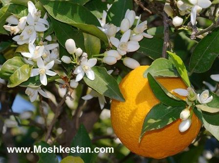 عرق بهارنارنج ممتاز(۷۵۰cc) 12 - عرق بهارنارنج ممتاز(۷۵۰cc)