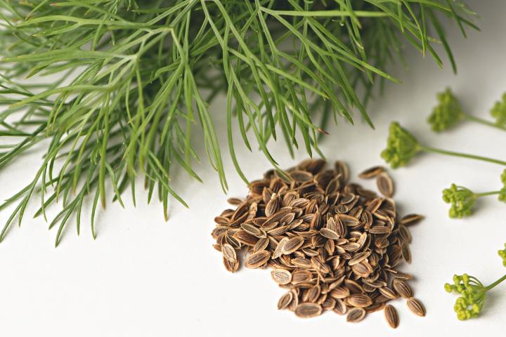 آیا شوید و عرق آن برای چشم ضرر دارد و بینایی را کم میکند؟ .jpg - آیا شوید و عرق آن برای چشم ضرر دارد و بینایی را کم میکند؟