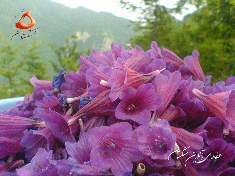 گل گاوزبان ایرانی